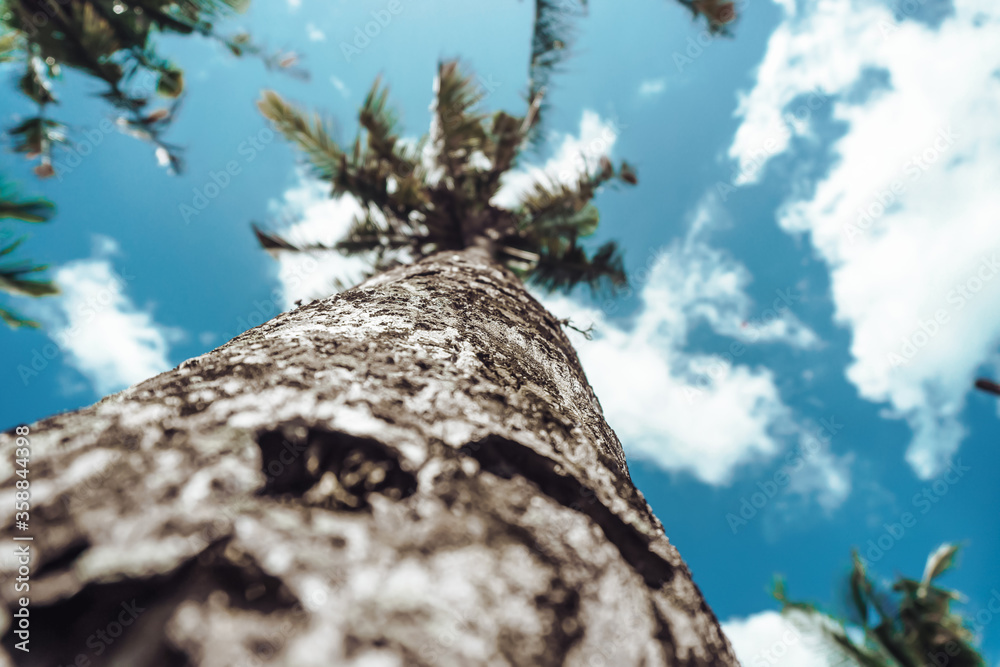 Photo of tall green palm trees against a blue sky Photo of tall green palm trees against a blue sky