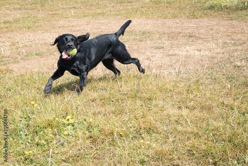 Black labrador dog running on grass with a tennis ball in his mouth. There is copyspace. His ears are flying as he moves, his tail is high.