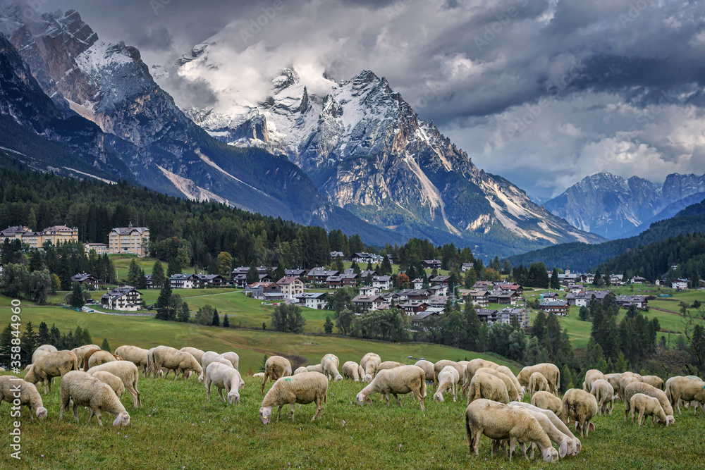 View of sheep grazing on a hillside in the town of Cortina d'Ampezzo in the Pomagagnon group of the Dolomites, Italy