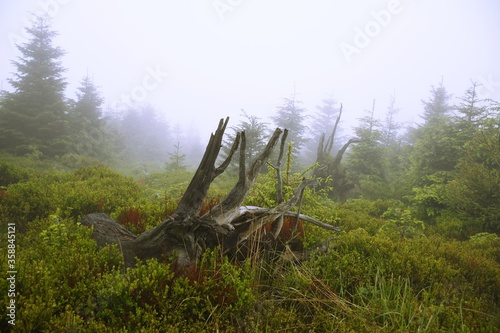 Fototapeta Naklejka Na Ścianę i Meble -  tajemniczy korzeń w beskidach