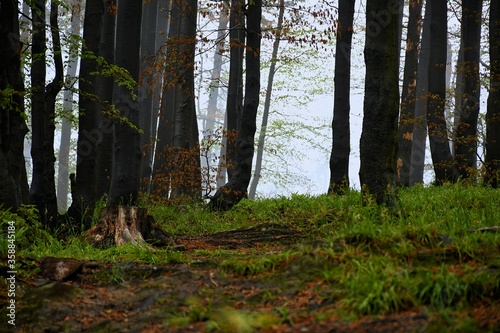 Fototapeta Naklejka Na Ścianę i Meble -  deszczowy las