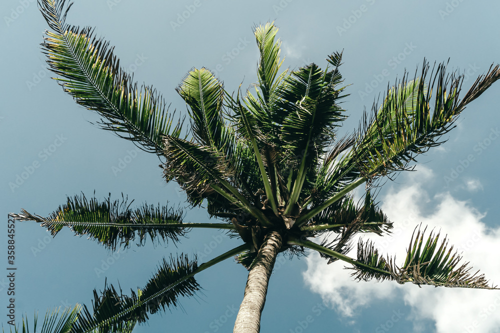 tall green palm trees against a blue sky with a long wooden trunk tall green palm trees against a blue sky with a long wooden trunk