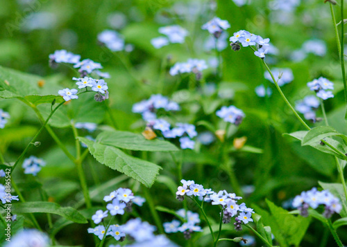 Forget-Me-Not flowers