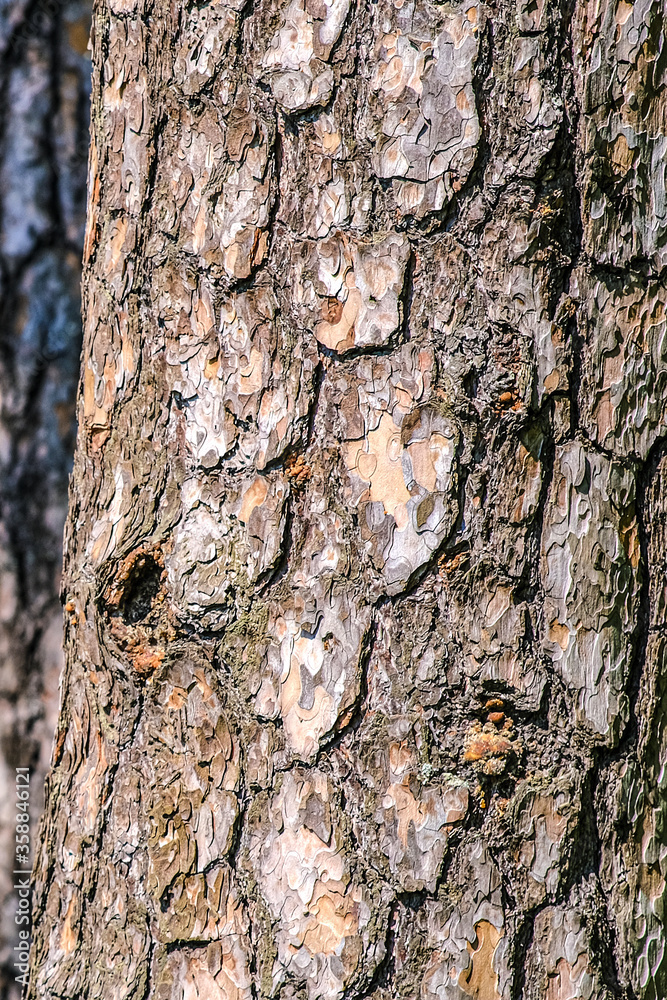 Texture of pine bark. The trunk of the pine. Texture of pine bark. The trunk of the pine.
