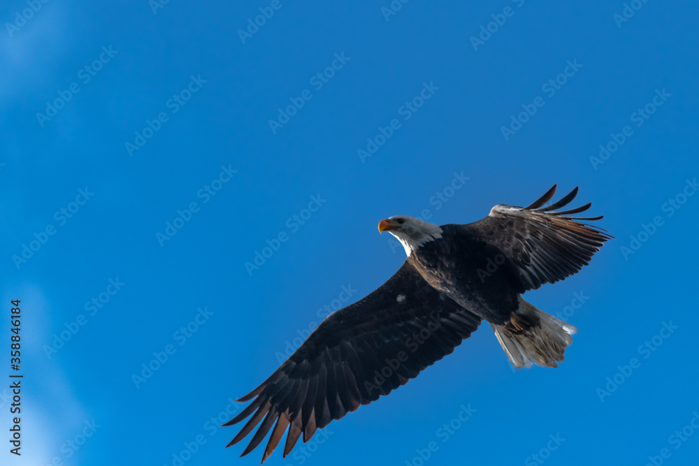 Fototapeta premium Hunting Bald Eagle (Haliaeetus leucocephalus)