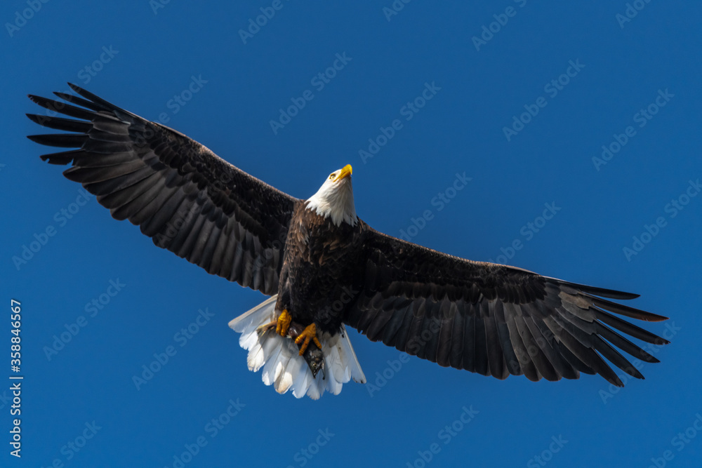 Naklejka premium Hunting Bald Eagle (Haliaeetus leucocephalus)