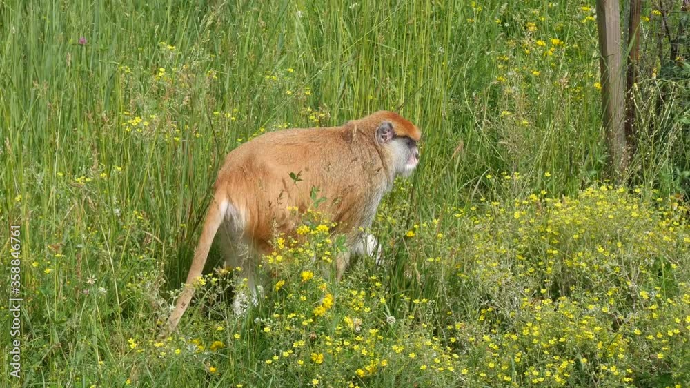 The monkey catches grasshoppers in the grass..