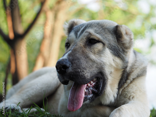 Portrait of a dog in nature. Central Asian shepherd dog, puppy photo