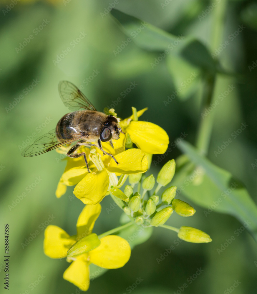 bee on flower bee on flower