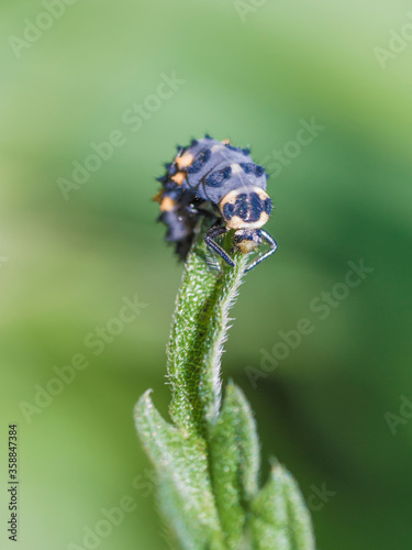 A Ladybug Larva (Coccinellidae) on a leaf