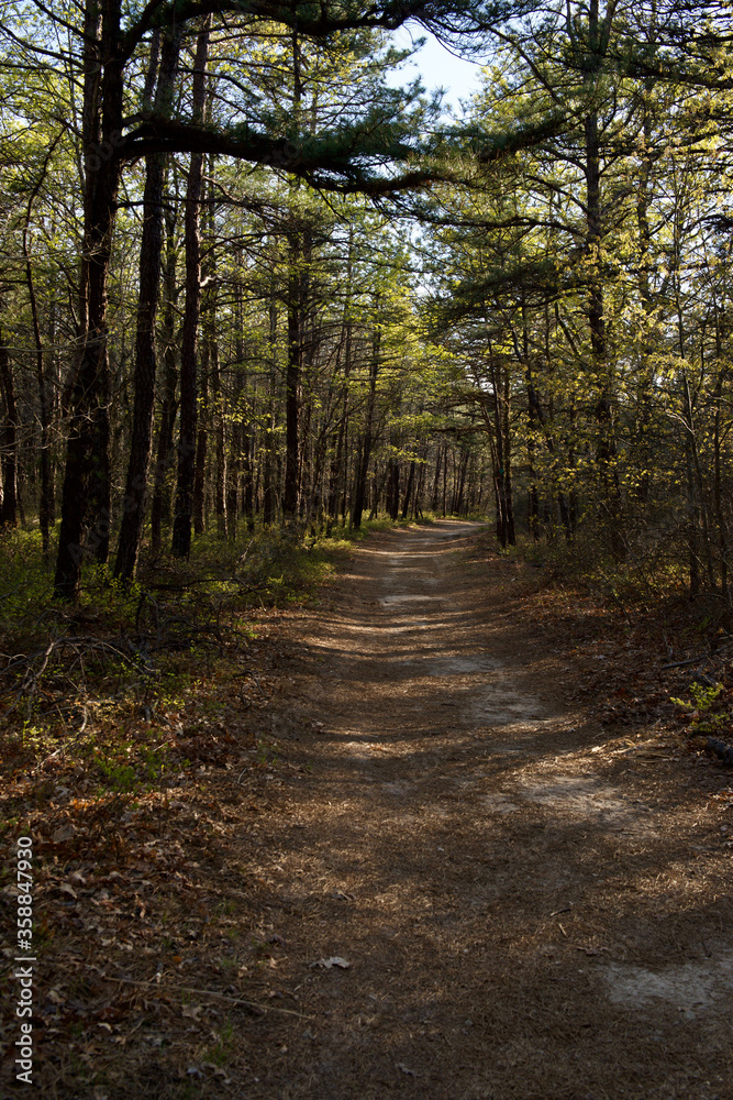 Summer forest trail and path between forest trees in Long Island, NY