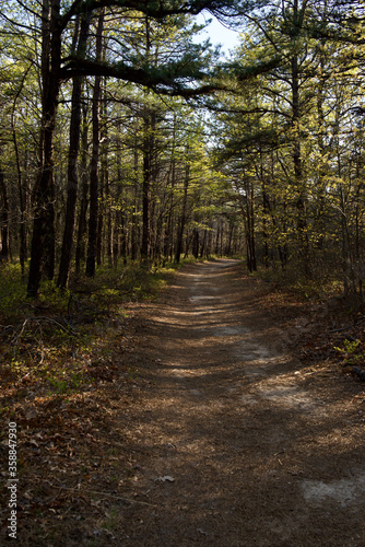 Summer forest trail and path between forest trees in Long Island, NY © Benny