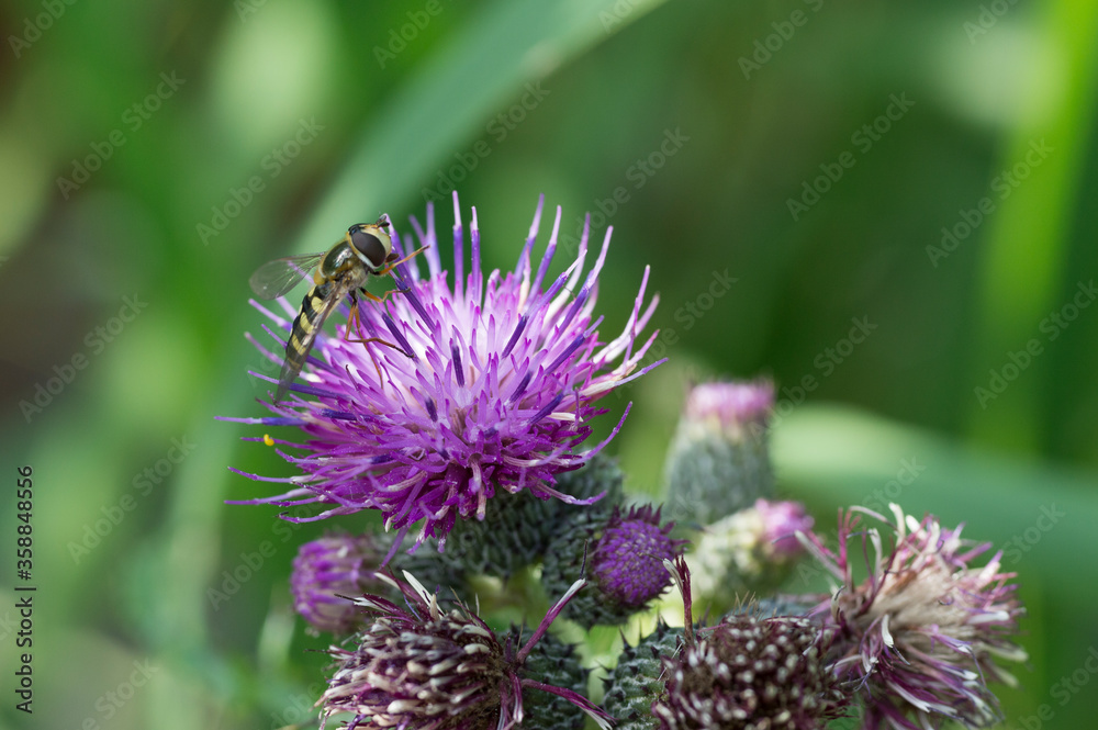 A Hoverfly or Flower Fly (Syrphidae) on a Curly Plumeless Thistle (Carduus Crispus) A Hoverfly or Flower Fly (Syrphidae) on a Curly Plumeless Thistle (Carduus Crispus)