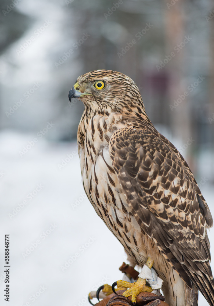 Obraz premium Сокол. Bird. Peregrine Falcon close up. Bird. Falcon. Winter forest. 