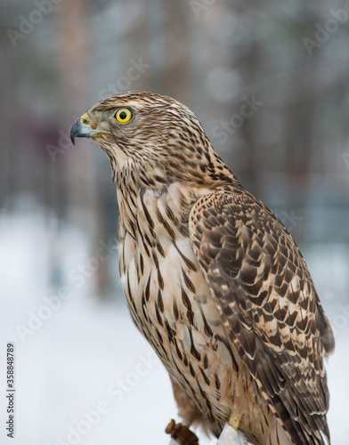 Сокол. Bird. Peregrine Falcon close up. Bird. Falcon. Winter forest. 