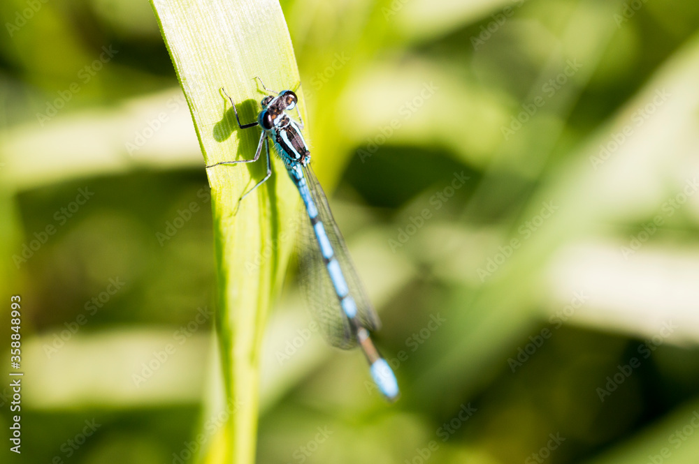 Fototapeta premium A blue damselfly on a leaf