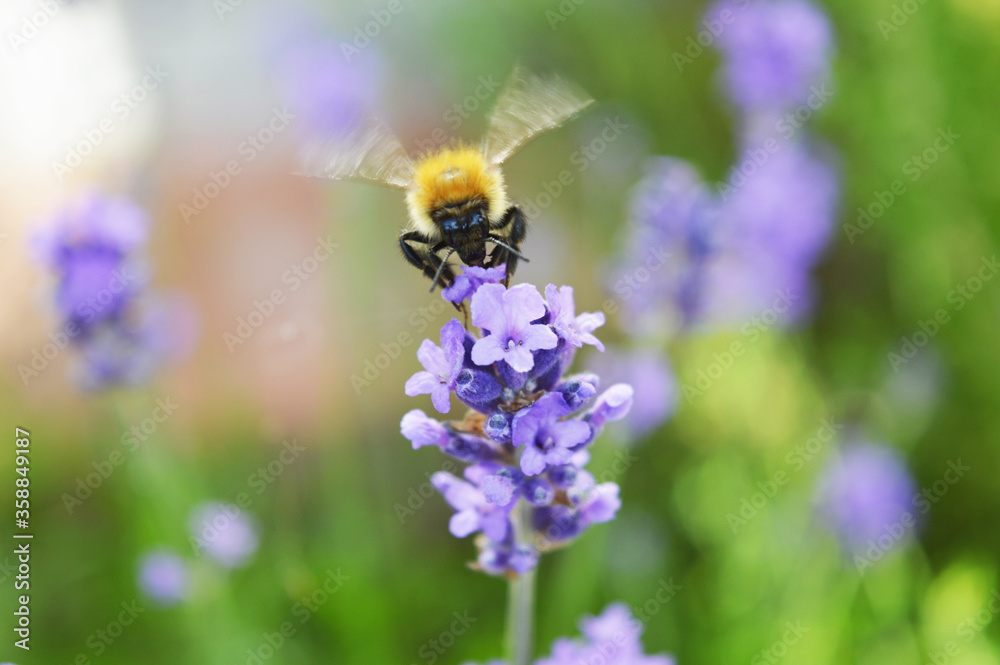 flying bee on lavender with shallow death of field flying bee on lavender with shallow death of field