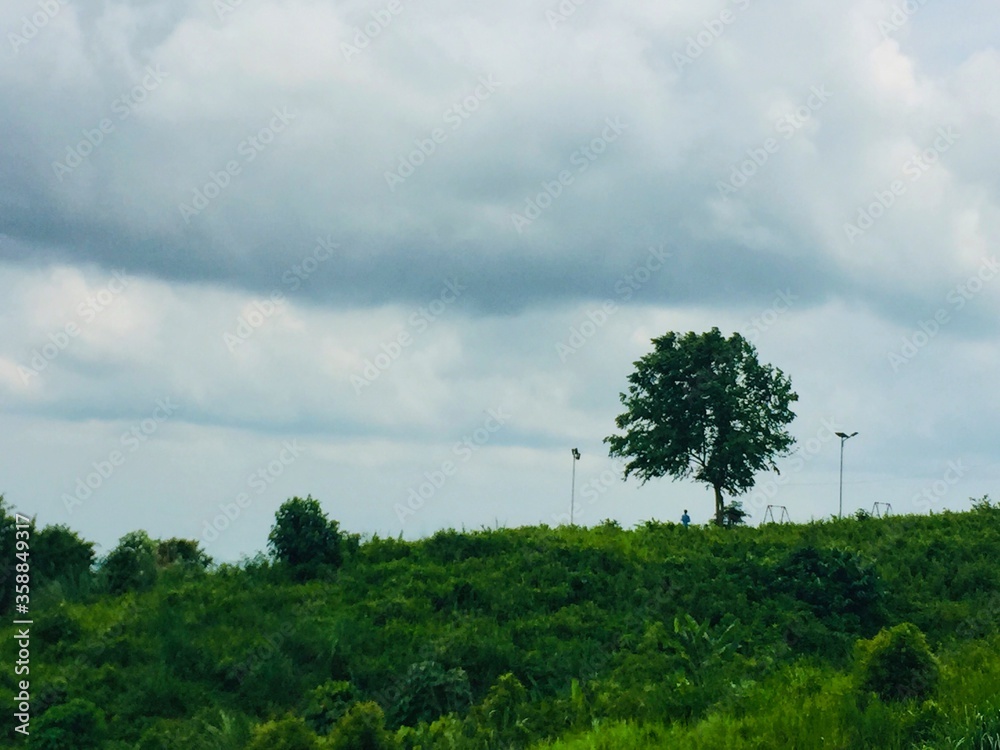 Obraz premium trees and clouds