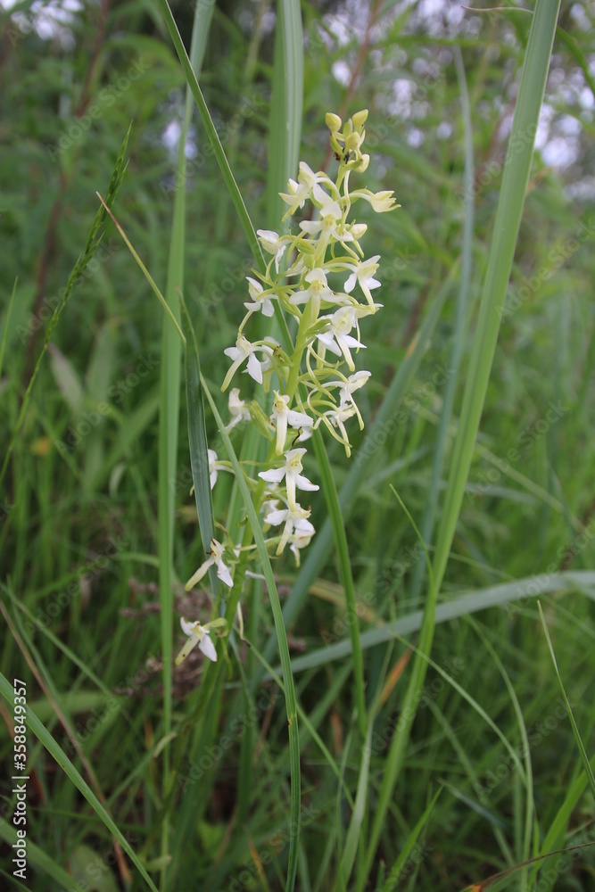 Weisse Waldhyazinthe, Orchidee wild