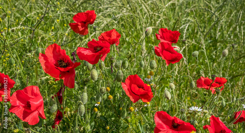 Red Poppy's in the summer. June 2020