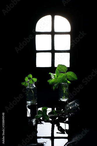 Clover window and leaves in glass bottles on a dark background, conceptual still life, St. Patrick's day photo