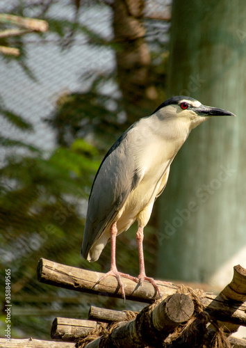 great blue heron