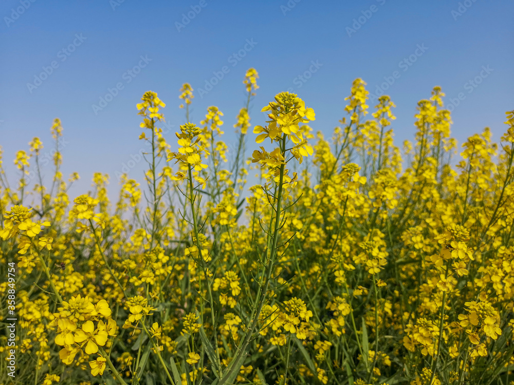 Mustard Flowers Mustard Flowers