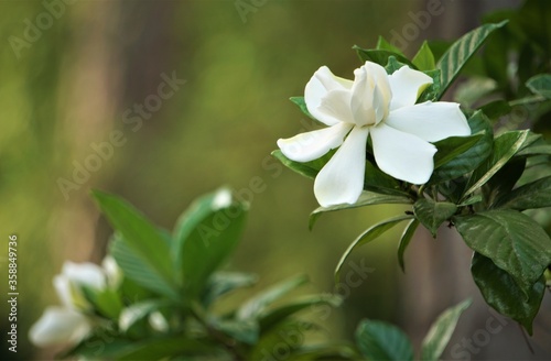 Beautiful and fragrant gardenia flower (Gardenia jasminoides) blooming in the green leaf background , Spring in Georgia USA.
