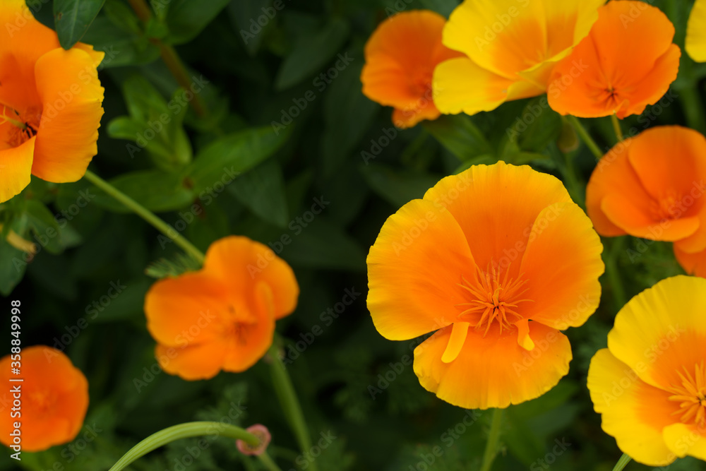 Cup-shaped Yellow and orange California Poppies. Cup-shaped Yellow and orange California Poppies.