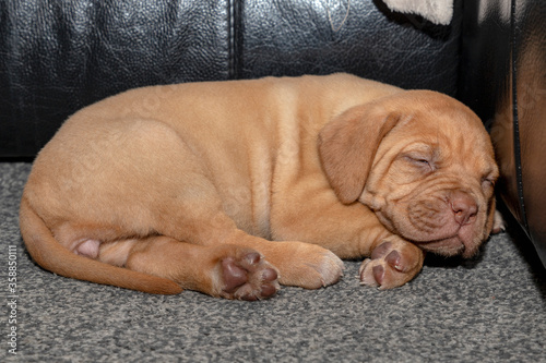 A portrait shot of Mabel, a beautiful 5 week old French Mastiff (Dogue de Bordeaux) puppy, laid on the floor asleep.
