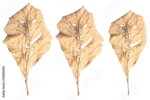 Dry leaves shaped like smiling isolated on white background.