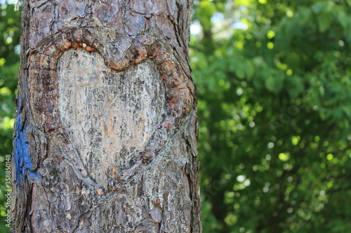 Heart carved into tree