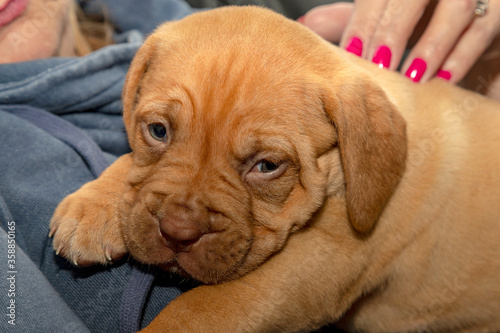 A portrait shot of Mabel, a beautiful 5 week old French Mastiff (Dogue de Bordeaux) puppy, laid on the floor watching what's going on nearby.
