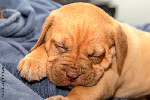 A portrait shot of Mabel, a beautiful 5 week old French Mastiff (Dogue de Bordeaux) puppy, falling asleep during a cuddle with her new owner.