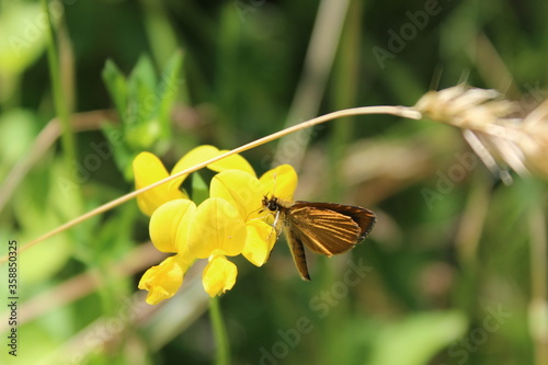 butterfly on yellow flower