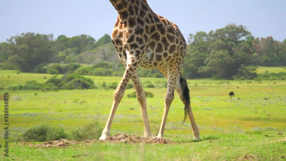 Body of giraffe walking against the wind on the hillside Body of giraffe walking against the wind on the hillside