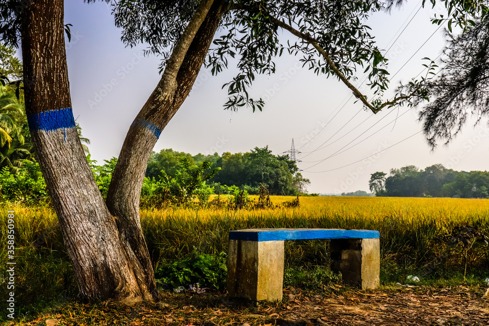 Bench Beneath A Tree beside Farming Land Bench Beneath A Tree beside Farming Land