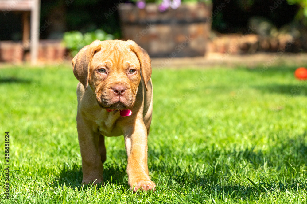 Mabel, an 8 week old Dogue de Bordeaux (French Mastiff) bitch, with the less common fawn isabella colouring, investigates her new garden, making the most of the warm summer sunshine. Mabel, an 8 week old Dogue de Bordeaux (French Mastiff) bitch, with the less common fawn isabella colouring, investigates her new garden, making the most of the warm summer sunshine.
