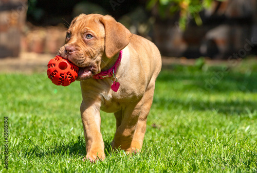 Mabel, an 8 week old Dogue de Bordeaux (French Mastiff) bitch, with the less common fawn isabella colouring, plays with her new chew ball, having discovered that it holds treats in the grooves!
