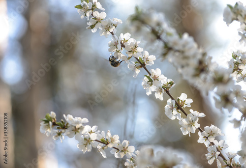 Cherry Blossom with Soft focus and color filter. Sakura season Background. Весна. Вишня. Cherry Blossom with Soft focus and color filter, Sakura season Background. Шмель. Бабочка