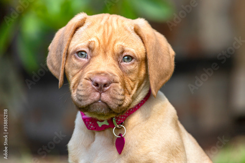 A portrait shot of Mabel  an 8 week old Dogue de Bordeaux  French Mastiff  bitch  with the less common fawn isabella colouring  as she sits in her new garden enjoying the summer sunshine.