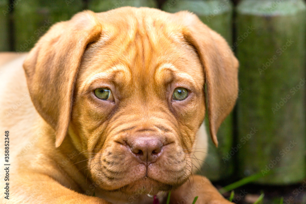 A portrait head shot of Mabel, an 8 week old Dogue de Bordeaux (French Mastiff) bitch, with the less common fawn isabella colouring, as she lays in her new garden in the summer sunshine.