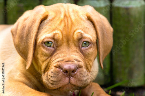 A portrait head shot of Mabel, an 8 week old Dogue de Bordeaux (French Mastiff) bitch, with the less common fawn isabella colouring, as she lays in her new garden in the summer sunshine.