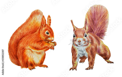 Two squirrels isolated on a white background. Watercolor illustration with a rodent, hand drawn suitable for prints, stickers and more. © Mewlish art
