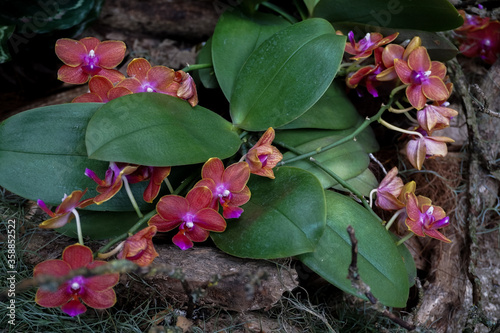 Phalaenopsis Orchid flower in garden at spring day for postcard beauty and agriculture idea concept design
