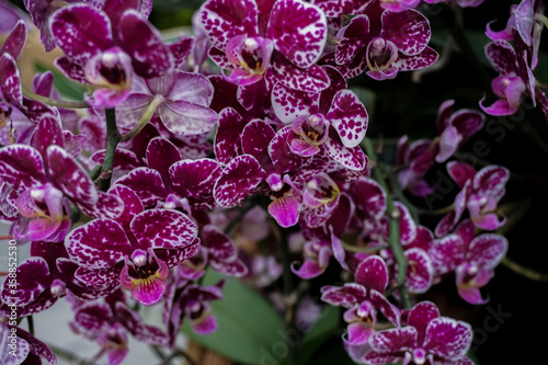 Phalaenopsis Orchid flower in garden at spring day for postcard beauty and agriculture idea concept design