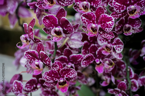 Wilde Orchidee