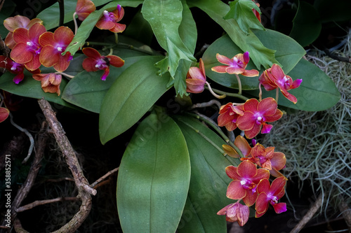 Blütenreihe einer Orchidee
