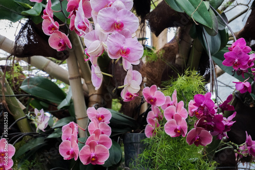 Blütenreihe einer Phalaenopsis-Orchidee