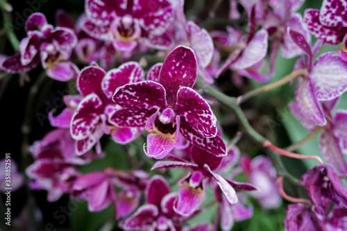 Wilde Orchidee